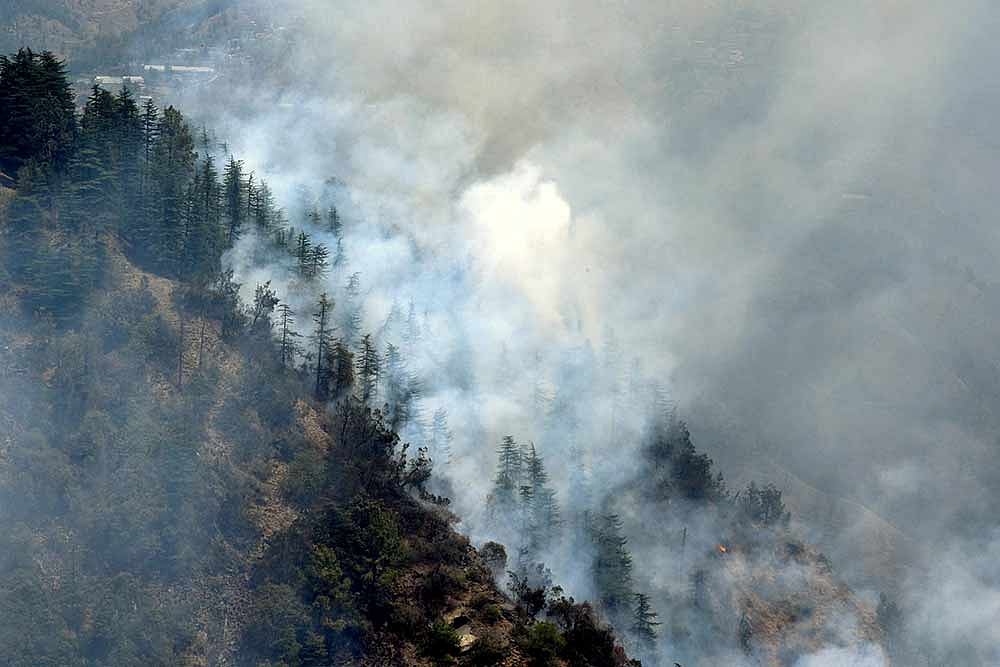Fight Breaks Out Between Forest Officers And Illegal Tree Fellers Along Assam-Arunachal Boundary