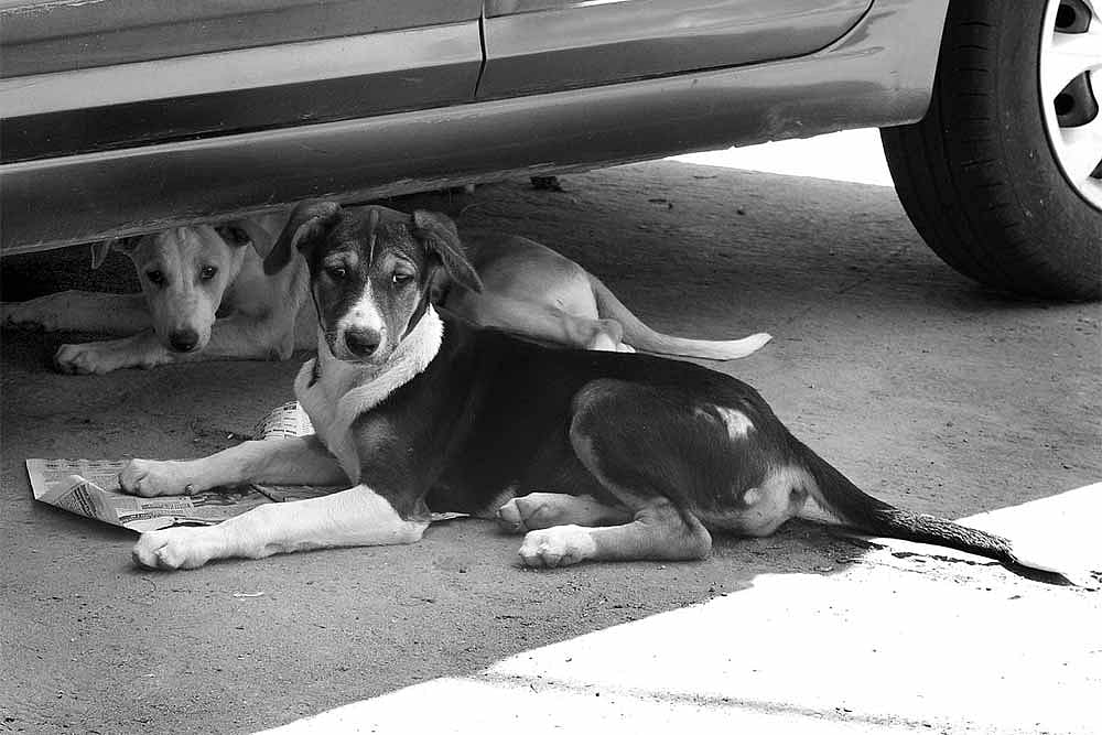 Representative image of stray dogs.