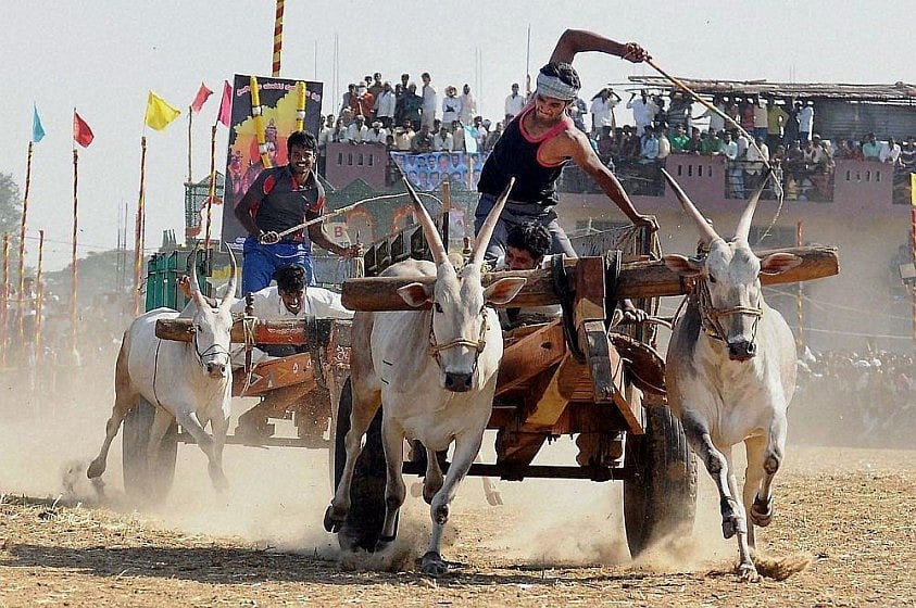 Bullock Cart Race: Supreme Court To Hear Tamil Nadu & Karnataka on Maharashtra’s Application