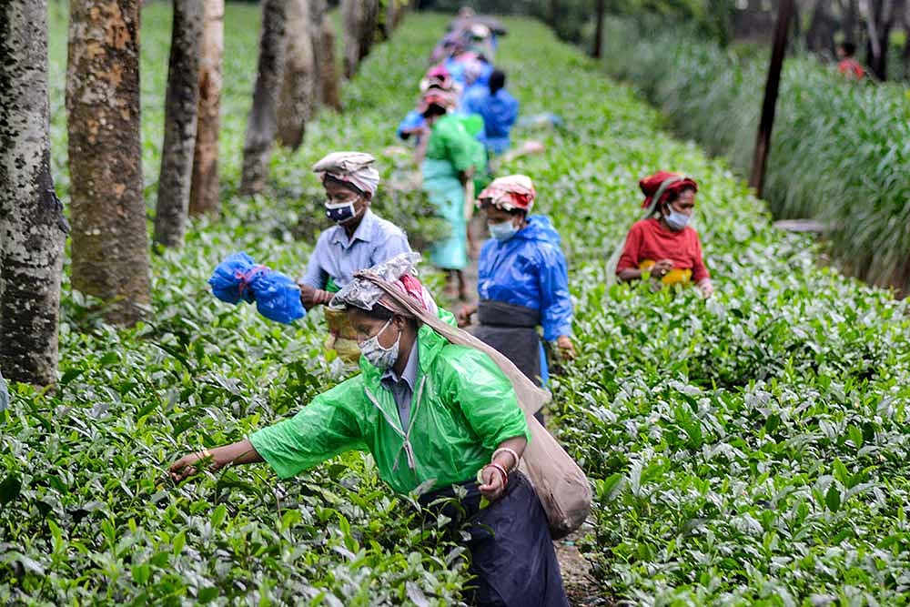 TTDC To Engage More Workforce To Produce Quality Tea
