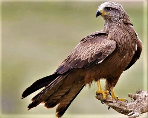 All That Breathes | Delhi’s Black Kites, Two Brothers And A Film