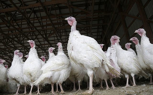 Massive Bird Flu Outbreak Kills Over 5000 Migratory Cranes In Northern Israel