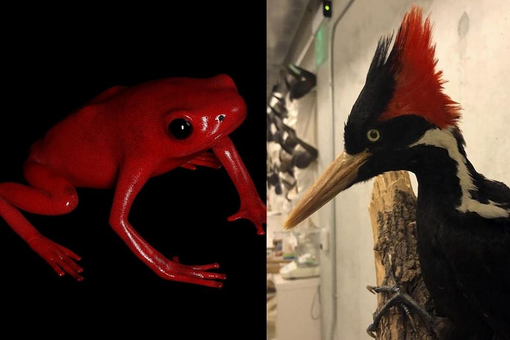 Yearender 2021: 5 Species That Went Extinct This Year