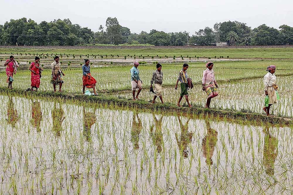 Salt- Tolerant Paddy Production Helps Over 4 Lakh Farmers In Bengal To Beat Cyclone Woes
