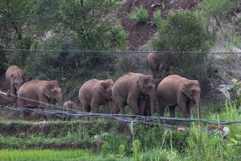 Elephant census begins at Sathyamangalam Tiger Reserve