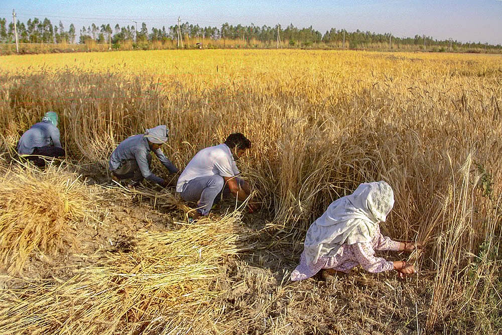 Sharp Rise In Cereal Exports In April-December 2020 Despite Covid-19 Restrictions
