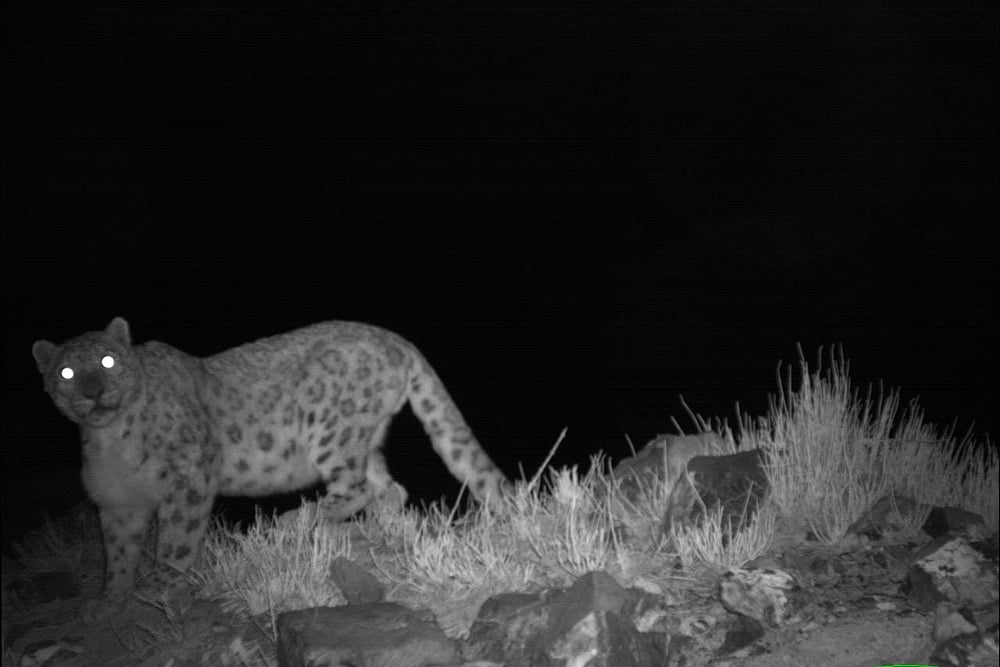 Following Study On Snow Leopards In Himachal, Kaza Admin Bans Car Rallies In Sanctuary Area