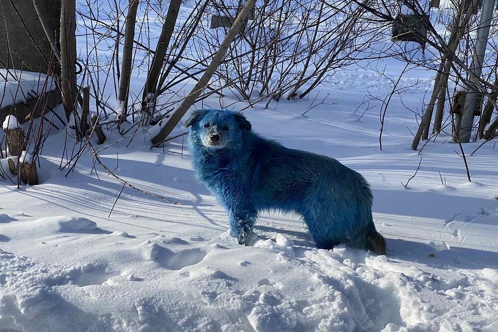 Pictures Of Blue-Coloured Dogs In Russia Go Viral