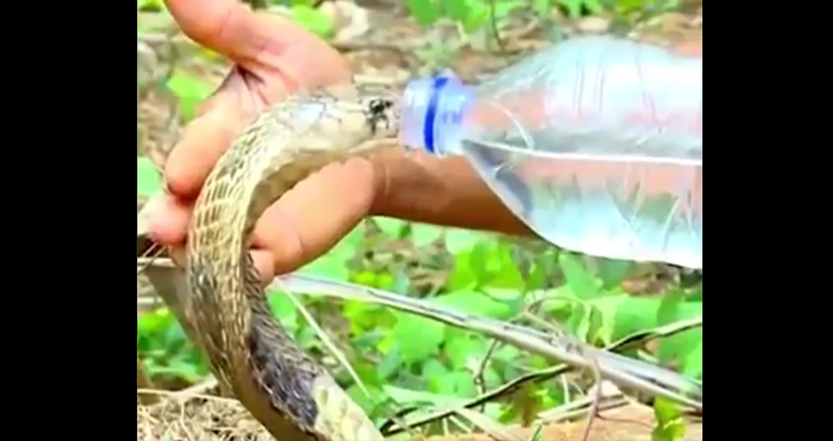 Viral Video Shows Cobra Drinking Water From Bottle