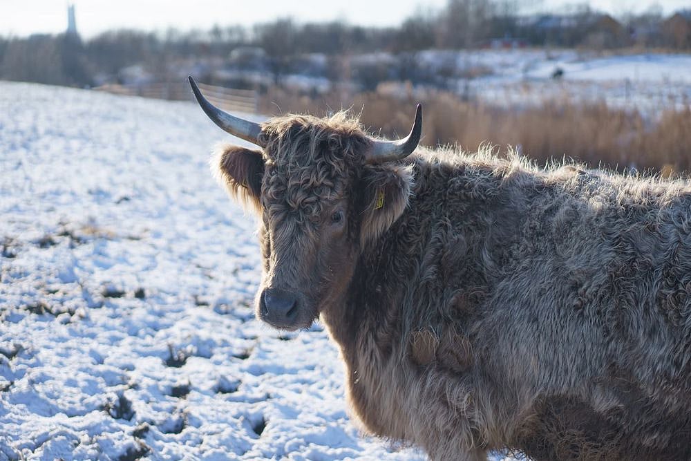 Brrr! Ears Of Calves Fall Off In Freezing Cold In The US