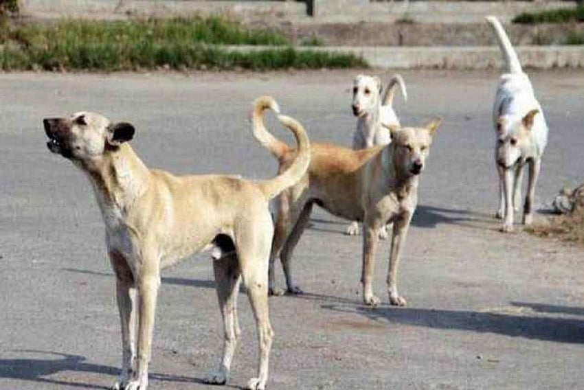 File representative image : Police said a local saw a dog carrying the mutilated body of a newborn