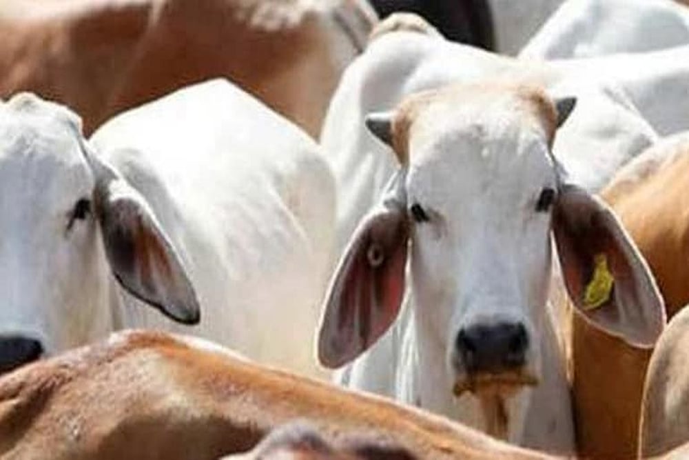 In First 'Cow Cabinet', MP Govt Decides To Clean Offices With ‘Gau Mutra’ Phenyl Only