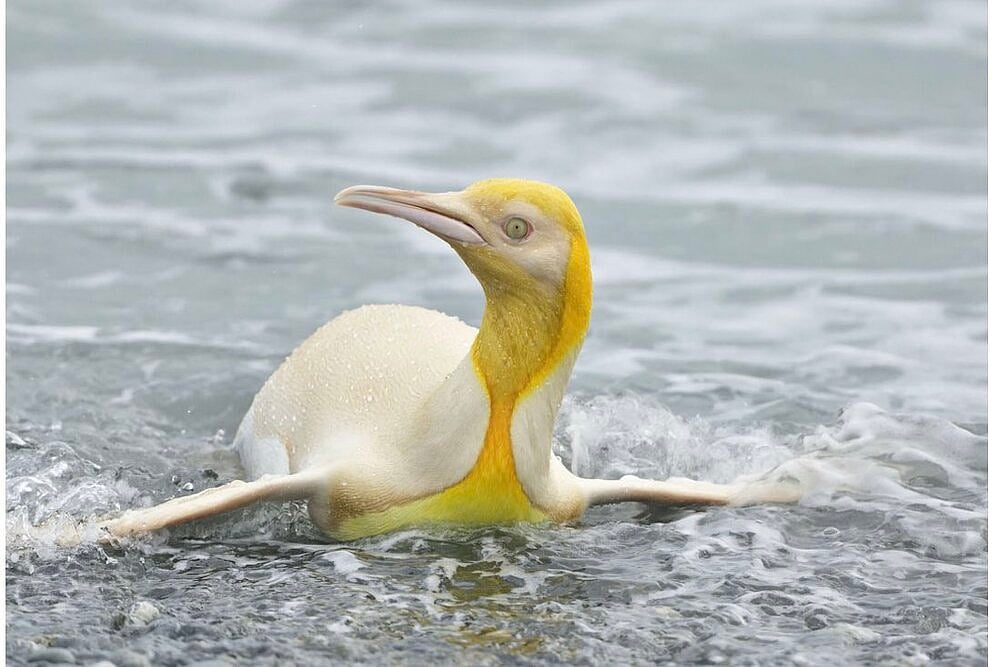 Yellow Penguins For The Win! Photographer Yves Adams Captures Rare Yellow Penguin