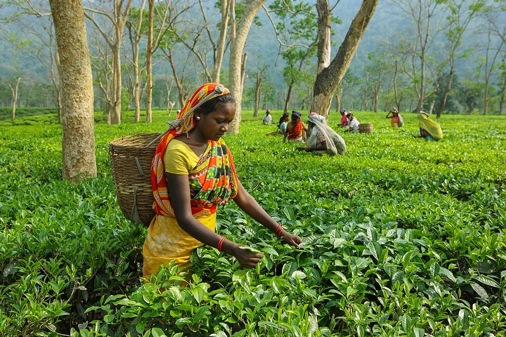 Assam Cabinet Approves Proposal To Increase Daily Wage Of Tea Garden Workers