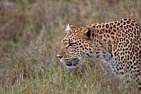 leapord Attack In Pune