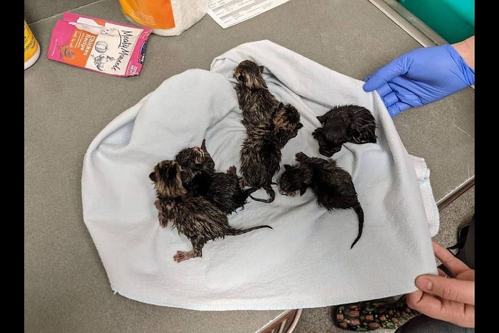 US Police Bomb Unit Finds Kittens In Suspicious Bag With Note
