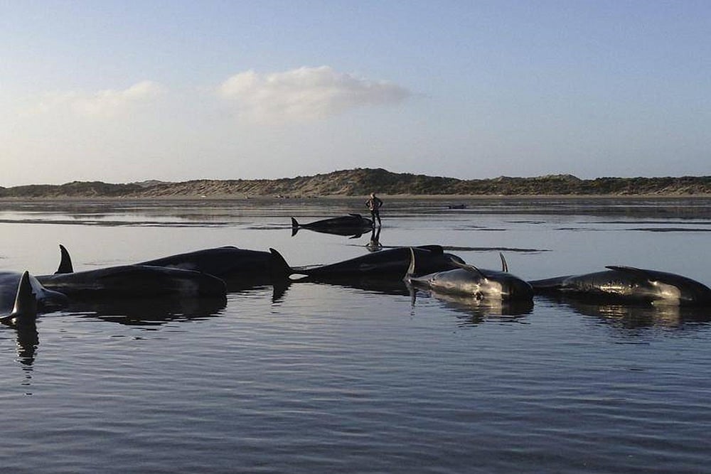 At Least 4o Beached Pilot Whales Refloated In New Zealand