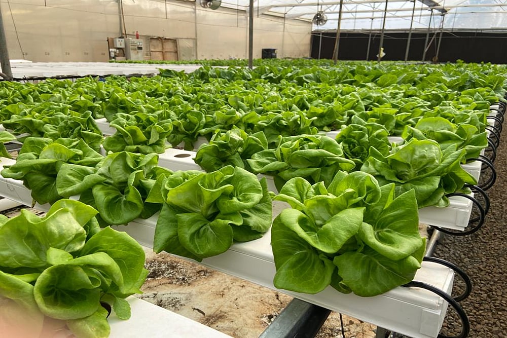 Arid Regions Take To Innovative Farming With FAO Support