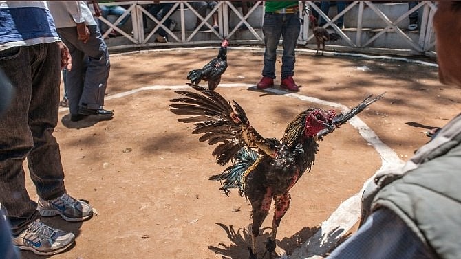 Bizarre! Rooster Attached With Knife For Cockfight Kills His Owner In Telangana