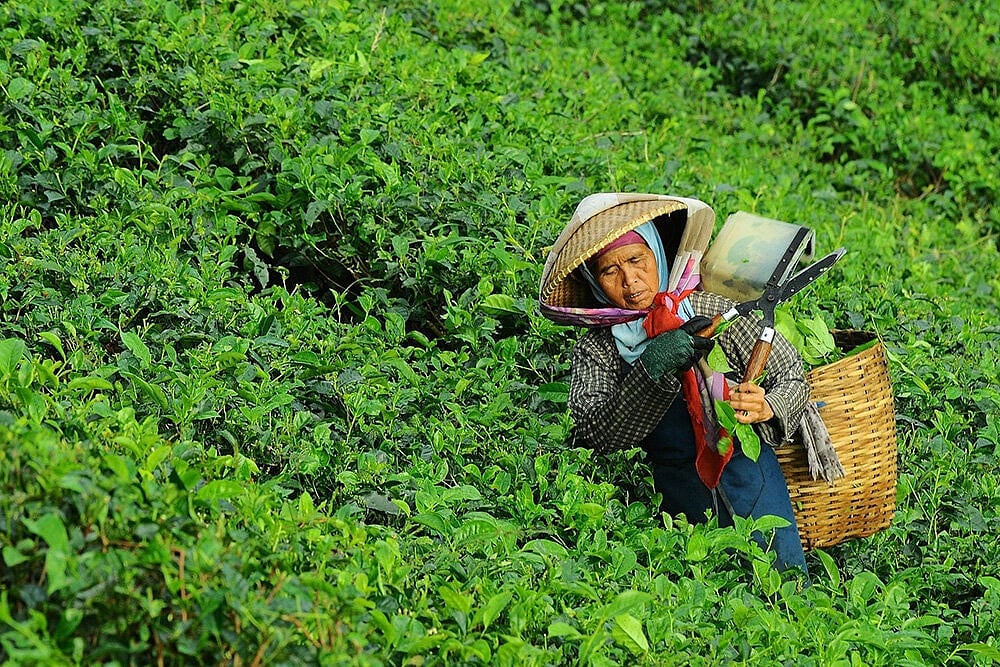 Will Boost Industry; Tea Bodies Welcome Budget Proposals