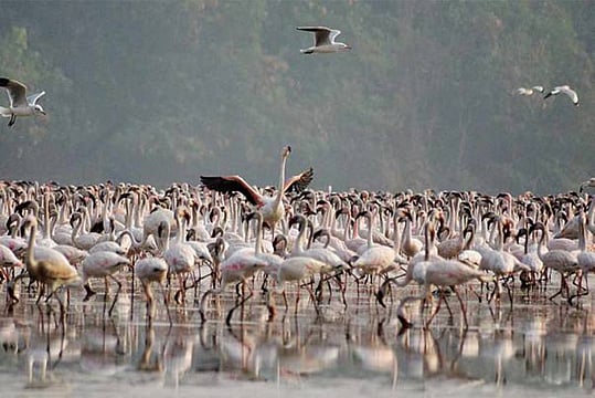 1.08 Lakh Birds Counted At Himachal’s Pong Dam Wetland