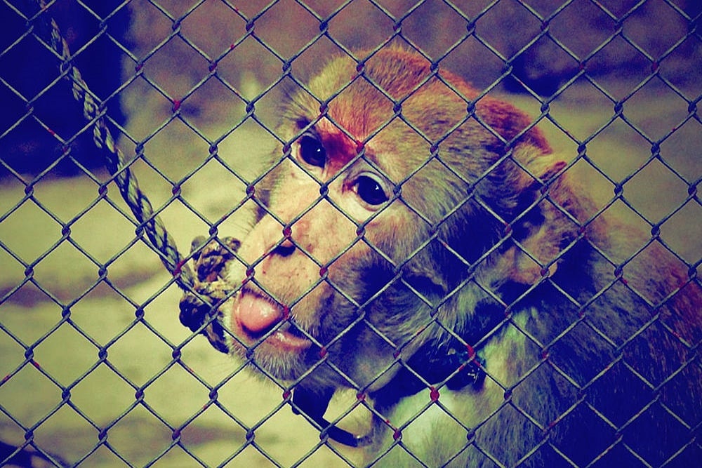 Cruelty To Animals May Soon Attract Rs 75,000 Fine, 5 Years Jail Term: Govt