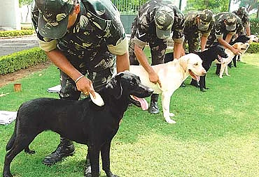 Canines To The Rescue: Indian Army To Deploy Dogs To Detect Covid-19