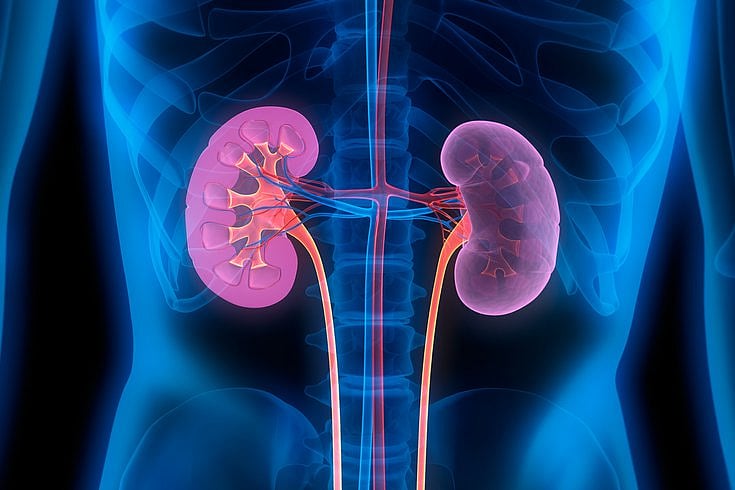 Why Kidneys Are Critical To Our Health And Wellbeing