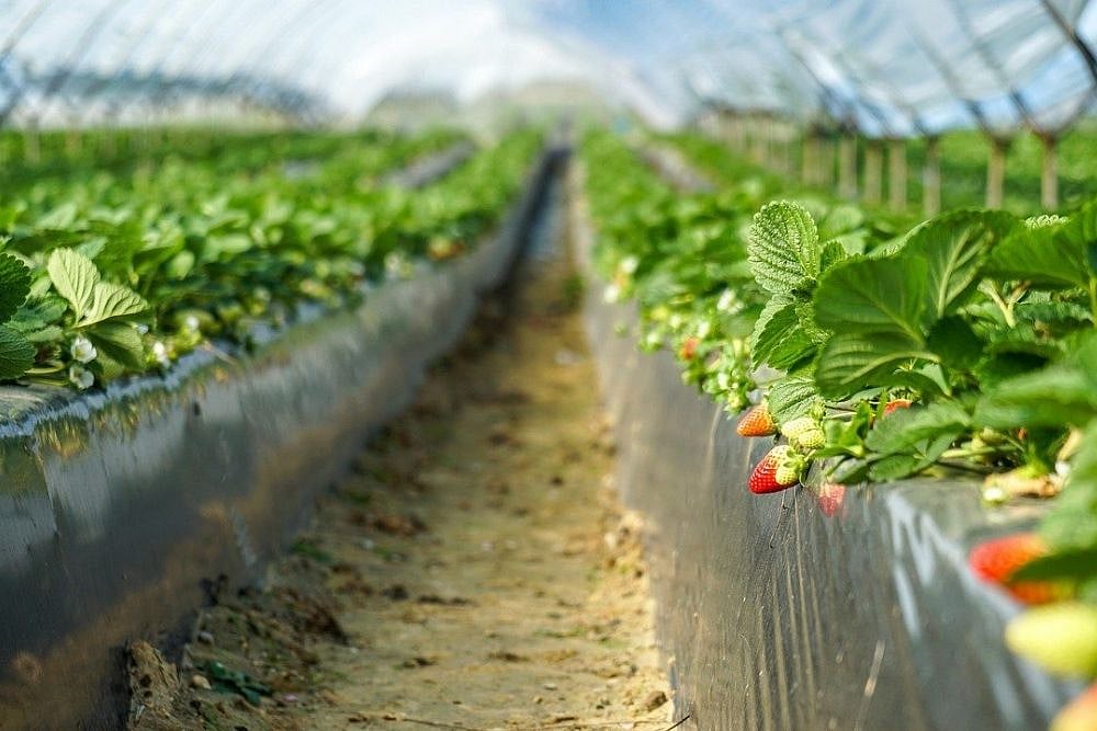 Women Farmers In Georgia Break Into Male-Dominated Agri Sector