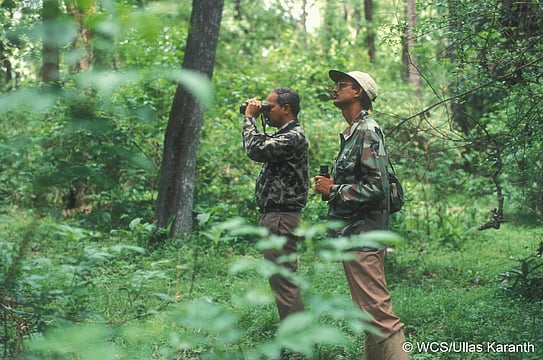 New Ecological Study Generates Methods To Save Tropical Forest Ungulates