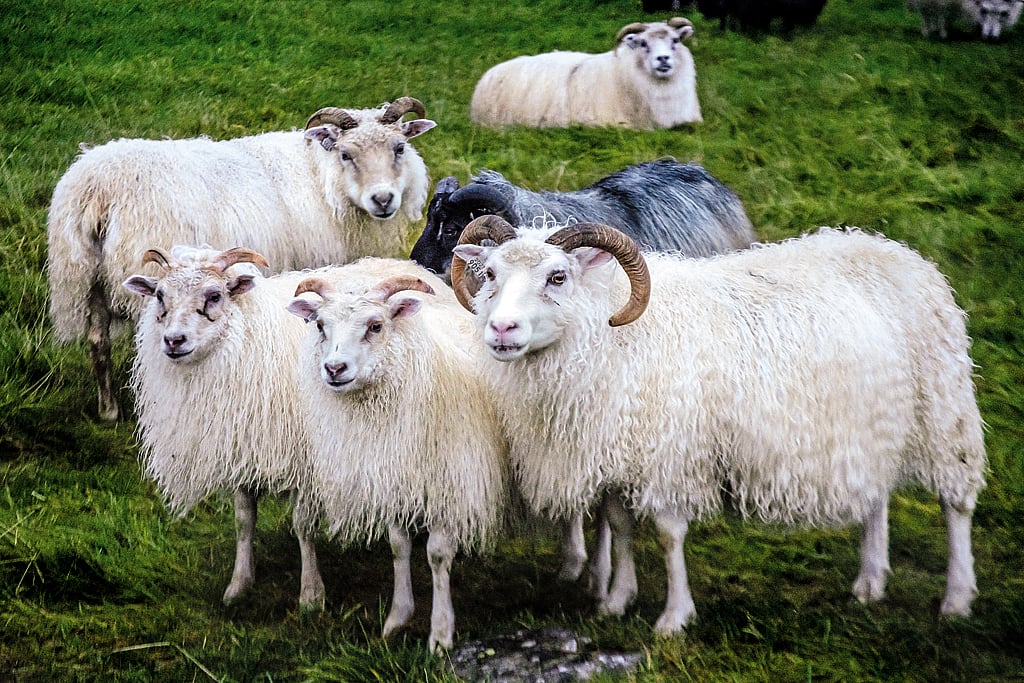 Avoiding Human Contact During Covid? This Farm Offers Free Cuddling With Sheep To Beat Loneliness
