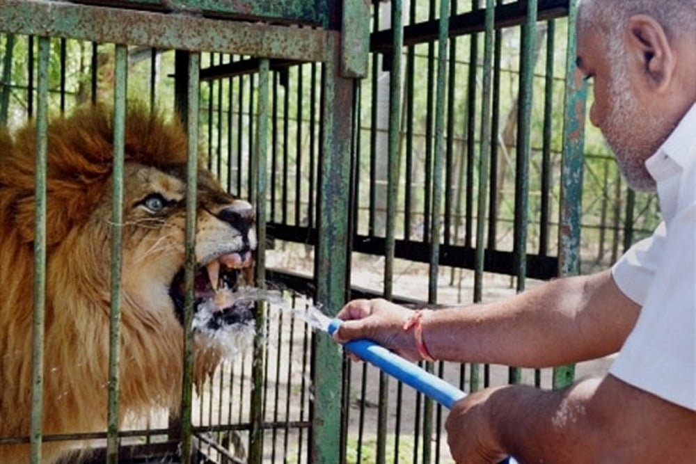 Man Attacked By Lion At Kolkata’s Alipore Zoo, Seriously Injured