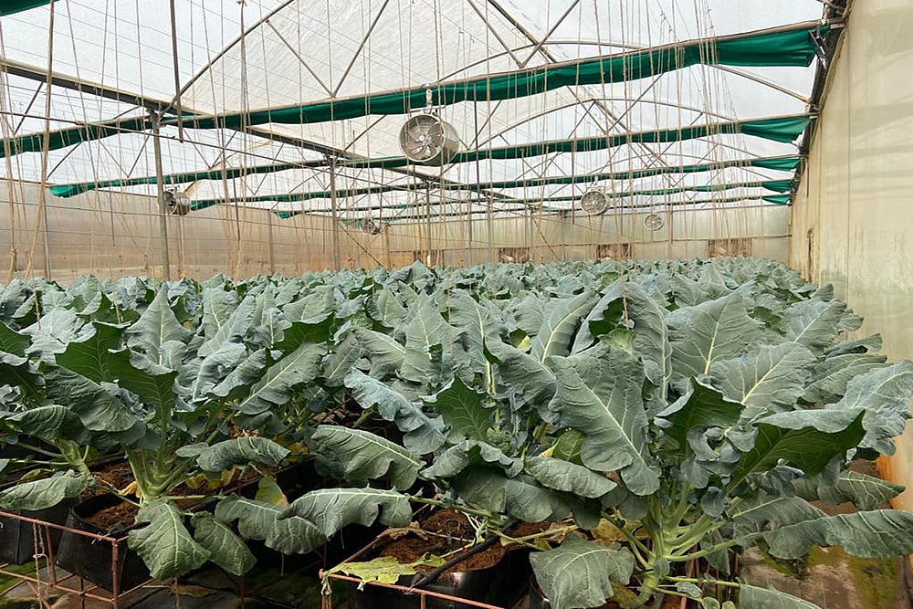 Gujarat Government Boost For Hydroponic Farming In Cities