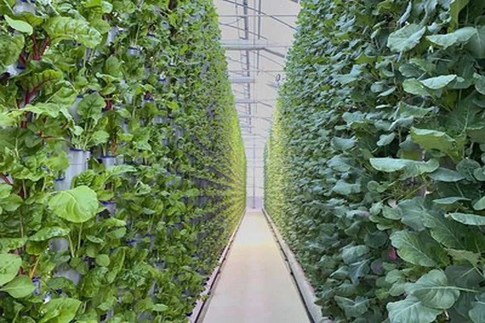 This New Greenhouse Is Expected To Break New Ground