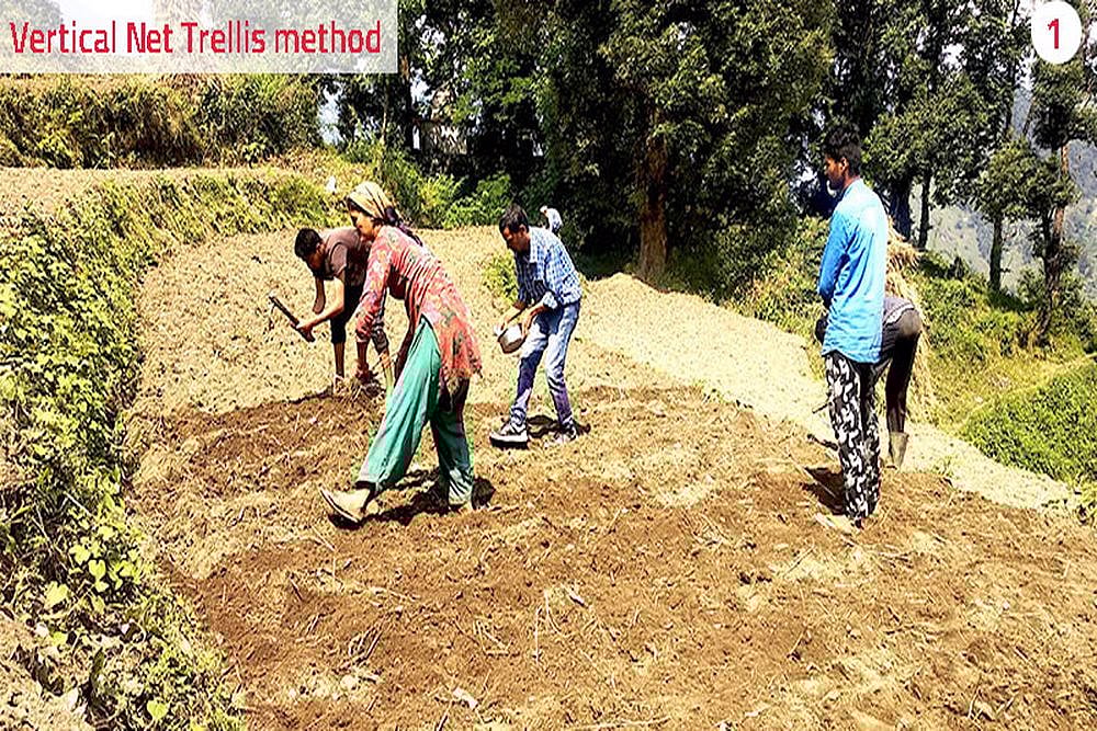 How Uttarakhand Rajma Growers Benefit Using This Method