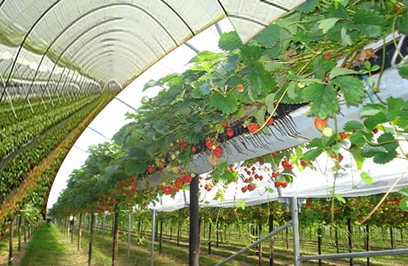 Can This Method Be A Step Towards Food Security