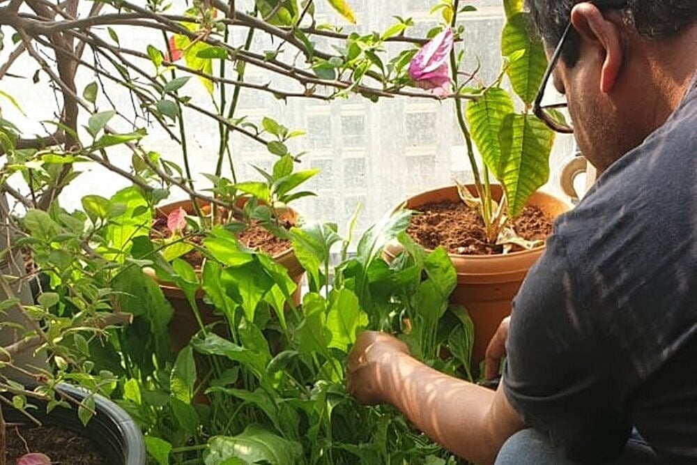 How Happy You Were Buying That Plant; ‘Money’ Tells