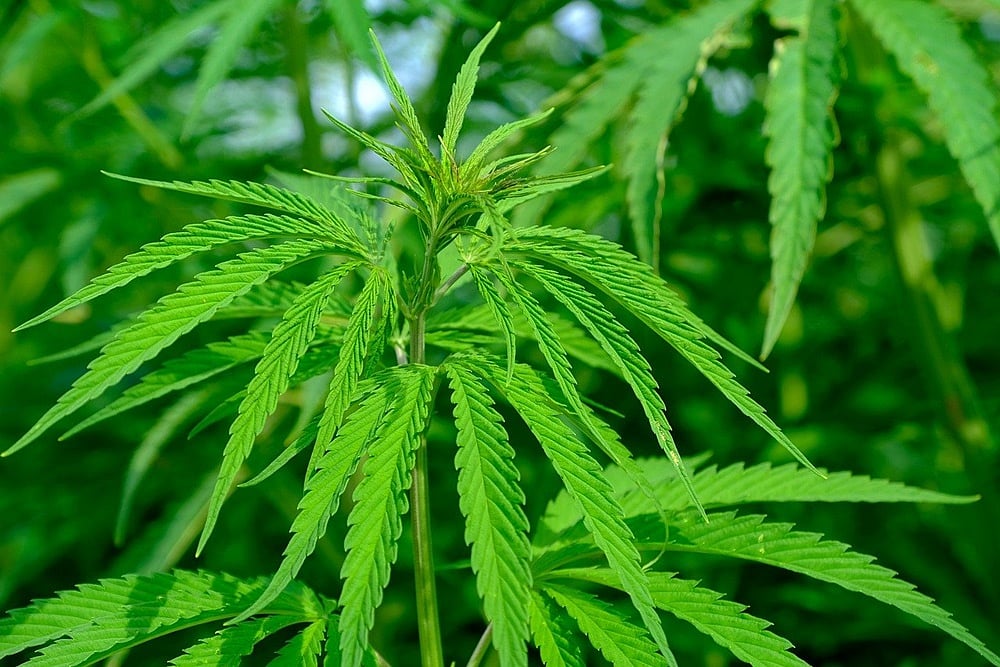 How Commercial Production Of Hemp Can Benefit Other Sectors