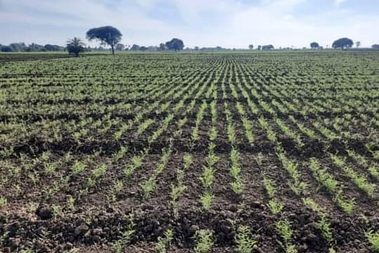 Cover Crops Are Beneficial For Soil, If Managed Efficiently