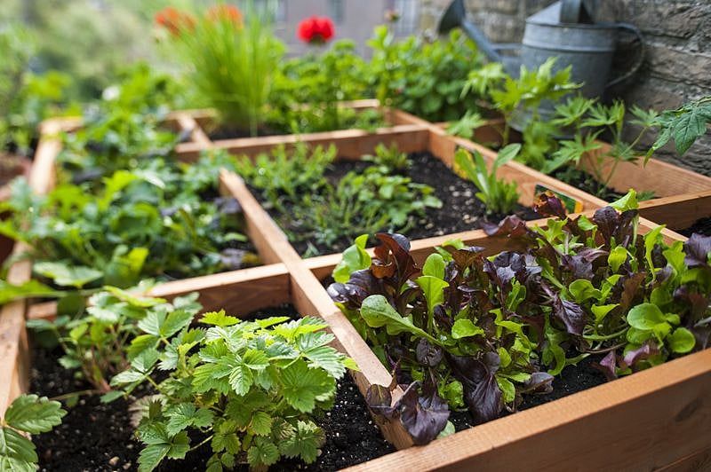 Planning  A Kitchen Garden? Here’s A Primer For You