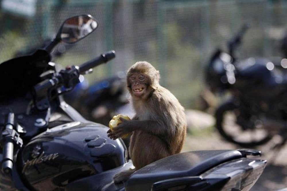 Delhi: Men Use Monkeys To Rob Lawyer, Arrested
