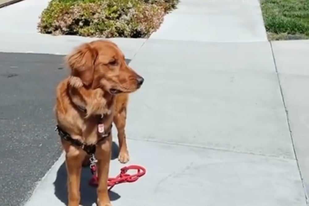 Watch: Man Drops Dog's Leash On Purpose, Its Reaction Wins Netizens' Hearts