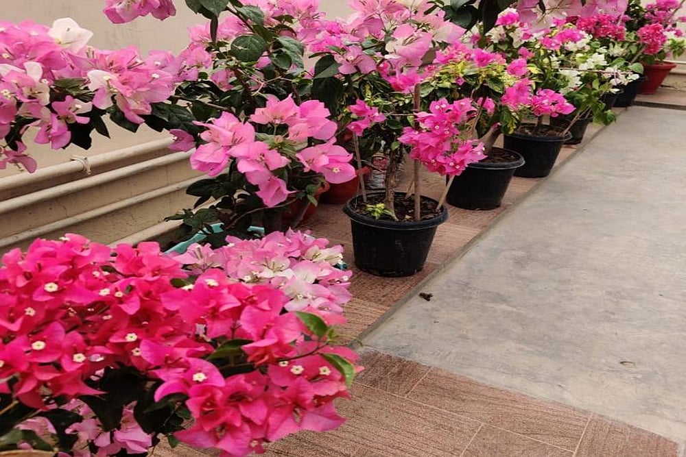 Most Effective Houseplant To Reduce ‘Carbon Footprint’?