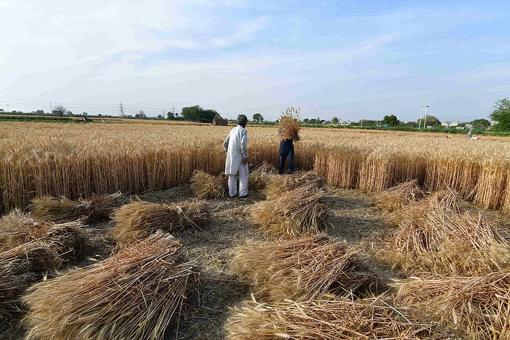 86% Of Available Wheat Procured In Punjab: Mandi Board