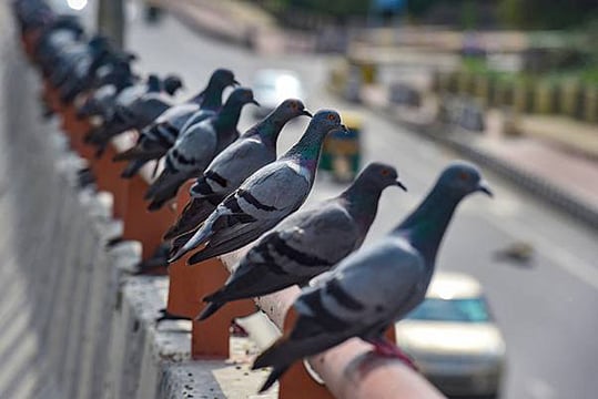 Mumbai’s Pigeon‑Feeding Ban Sparks Fines, Protests And Legal Fight