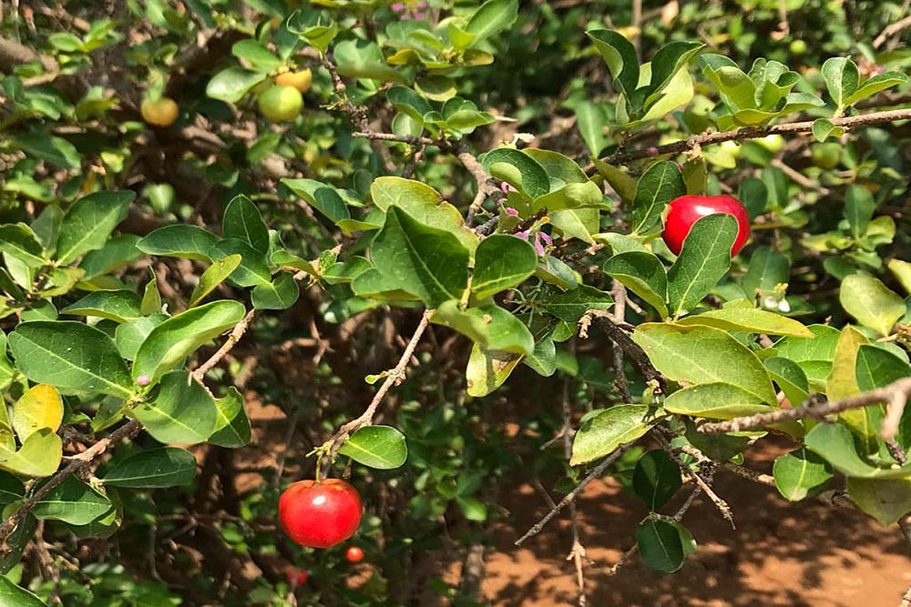 A Technology For ‘Off Season’ Cultivation