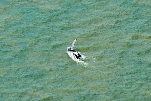 Birth Rate Among North Atlantic Right Whales Highest Since 2015