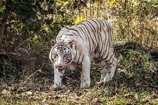 Maharashtra: Two White Tigers Born In Aurangabad Zoo