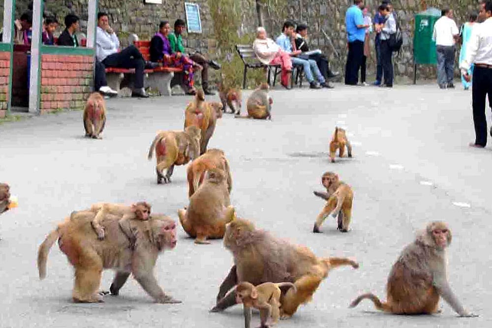 Monkey Business: Visiting Shimla? Hide Your Spectacles