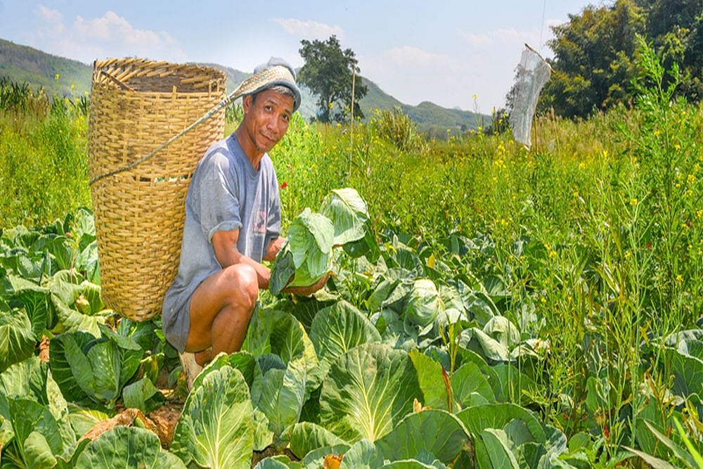 How Arunachal, Mizoram Farmers Increased Yield
